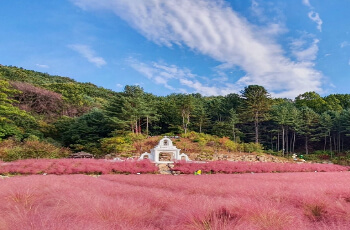 허브아일랜드 핑크뮬리_1