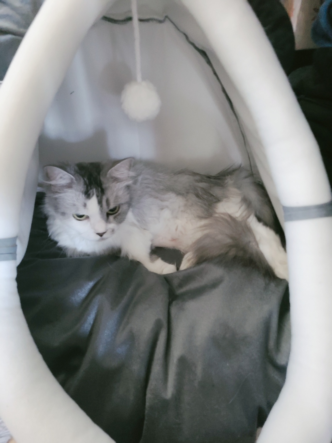 김집사 고양이 포그니 하우스에 들어간 고양이 먼치킨