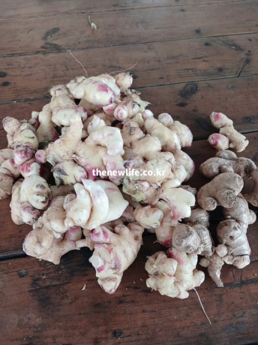 생강 효능이 특별한 이유를 설명하기 위하여 진저롤과 쇼가올이 풍부한 실물 생강 뿌리 사진