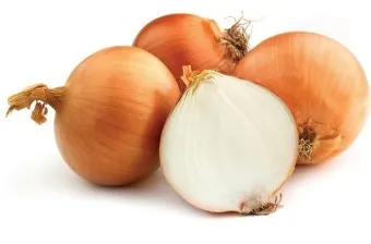 양파 수확시기_1