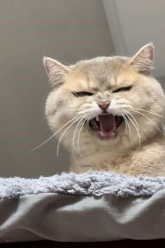 고양이가-이빨을-드러내며-화내는-모습