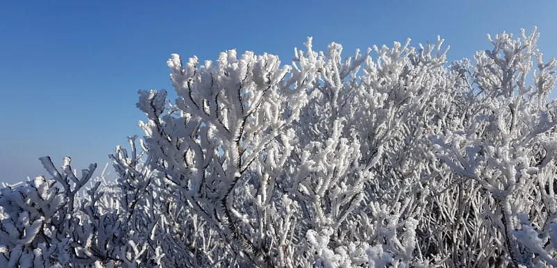 울산 가지산 서리꽃 상고대