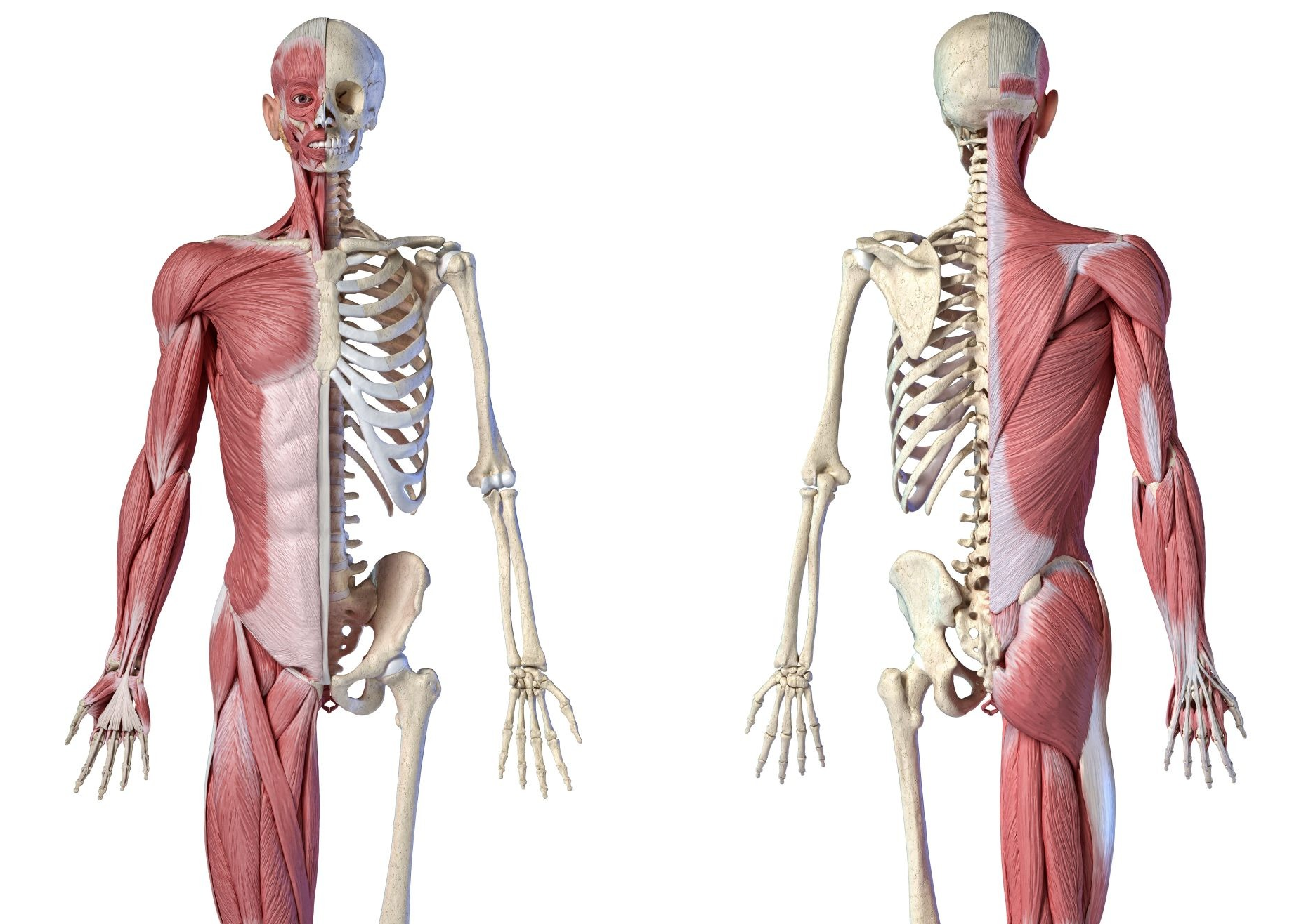 [M00-M99] ⅩⅢ. 근골격계통 및 결합조직의 질환(M00-M99)