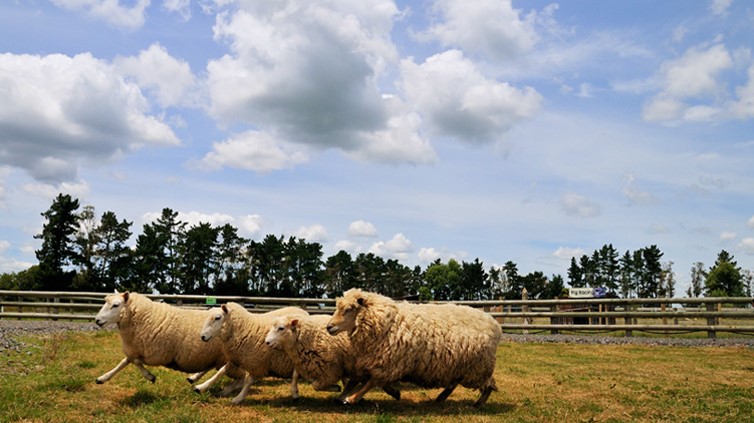 무등산 양떼 목장(3)