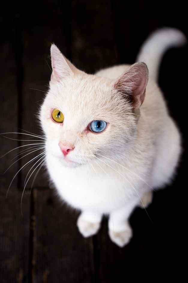 이색 아르바이트