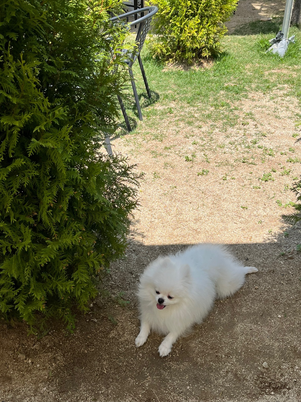 꾸마_멍리버_애견운동장