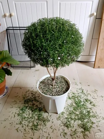 로즈마리 물주기 가지치기 환기관리 햇빛배치 주방 허브로 인기_4