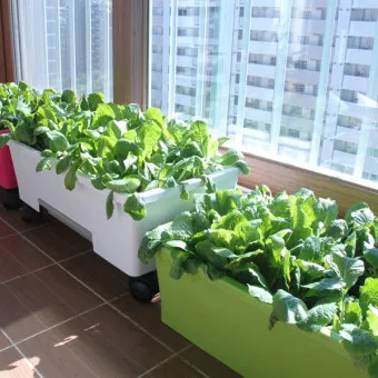 베란다 텃밭 흙 고르기 배수층 화분 선택 물주기 비료주기_7