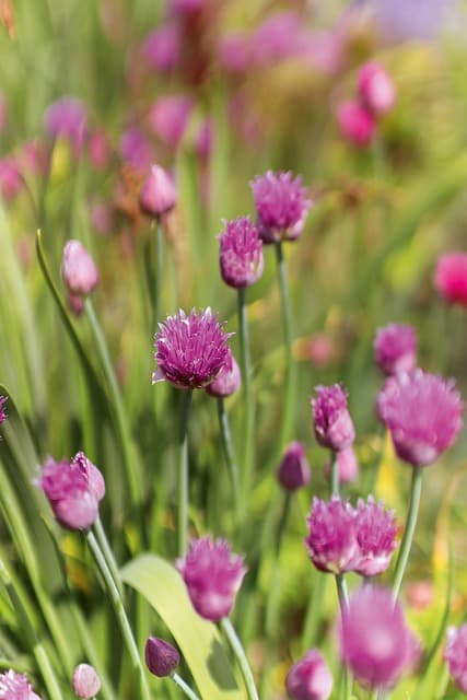 유기농 빵 만들기: 천연 발효와 건강한 재료의 조합