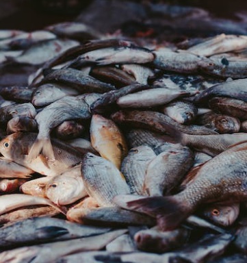 명태 이름 종류