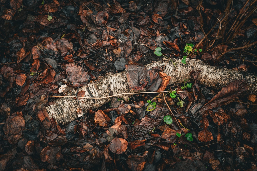 Renewal