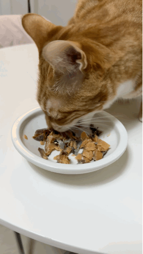 강아지 고양이 원물 간식 추천 동해형씨 레토르트 원물건조 대왕연어