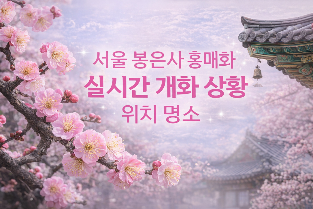 서울 봉은사 홍매화 실시간 개화 상황 위치 완벽 정리