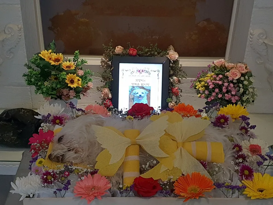 강아지 장례식장 비용 화장 무덤 법적 절차_7