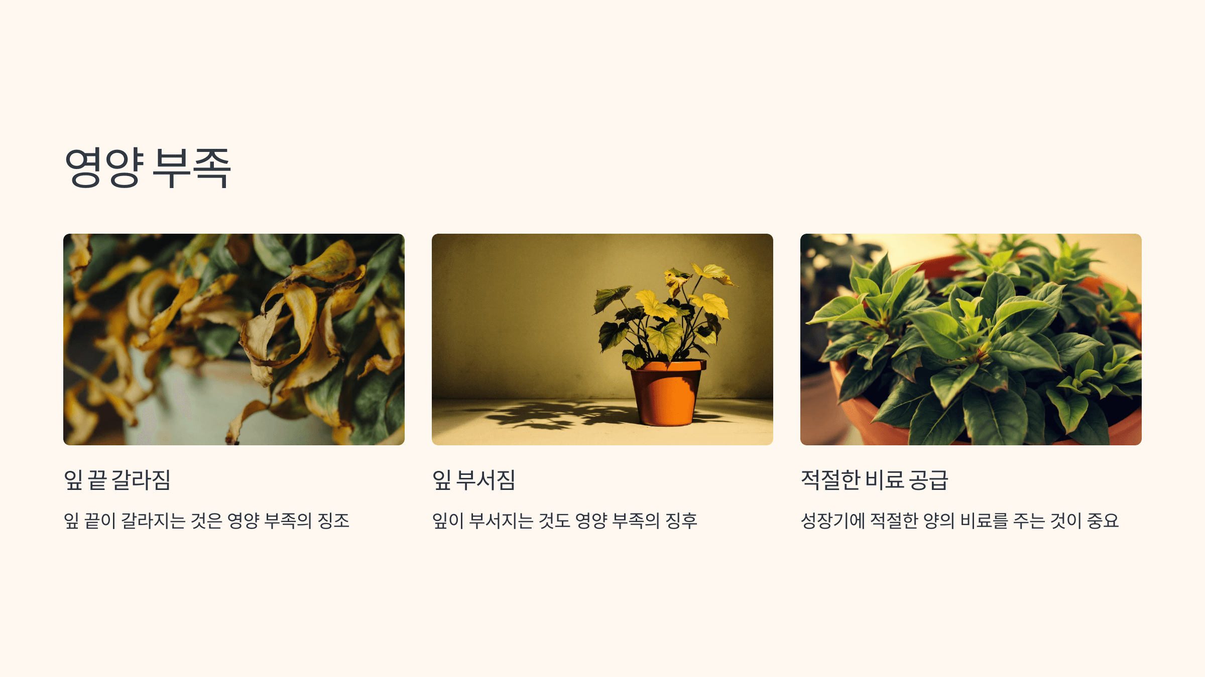 율마와 관련된 사진입니다.