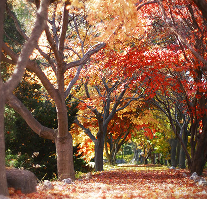 벽초지 가을 단풍