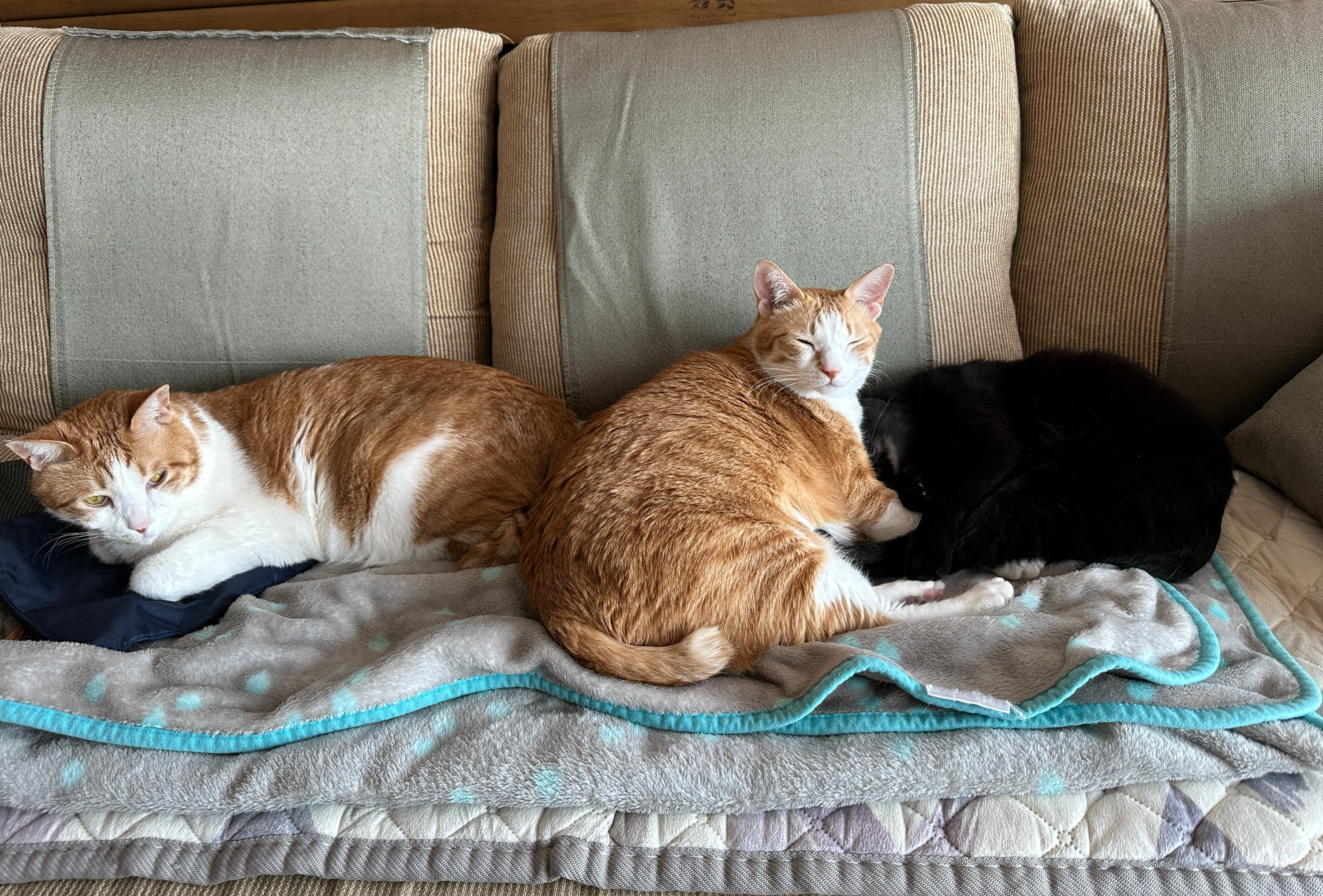 보면 마음이 따뜻해지는 다정한 냥냥이들 (feat.형아도 가끔은 동생한테 안길수 있지)