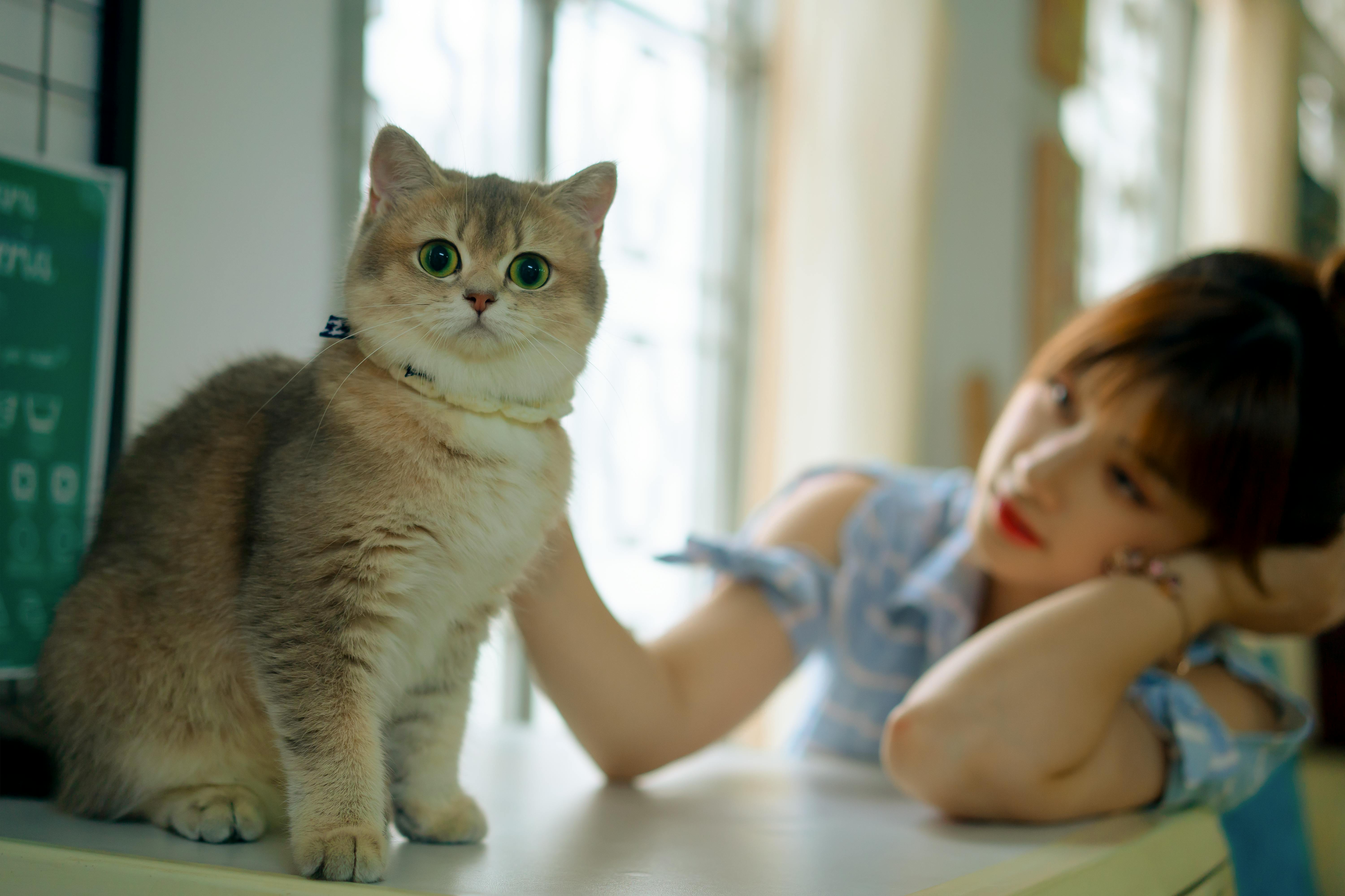 개냥이