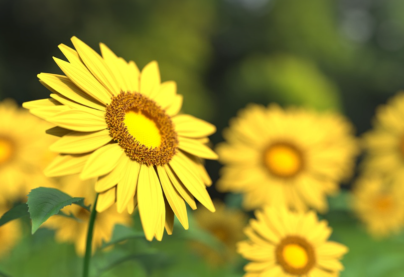 입장료및 운영시간