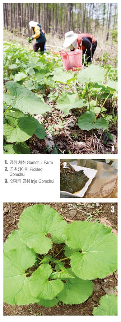 인제 5대 명품 곰취