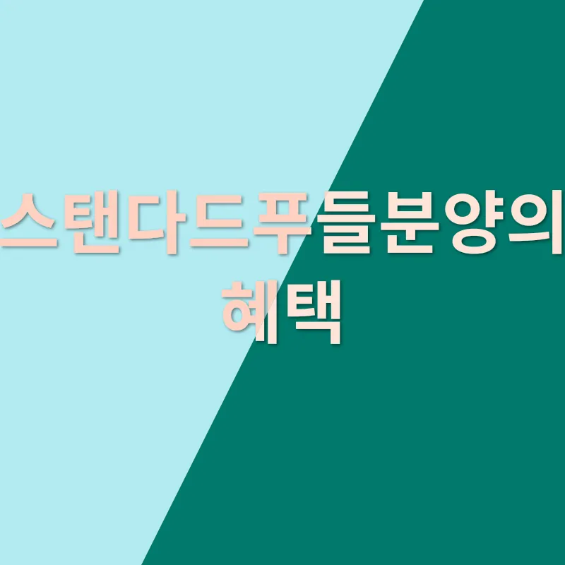 스탠다드푸들분양_2