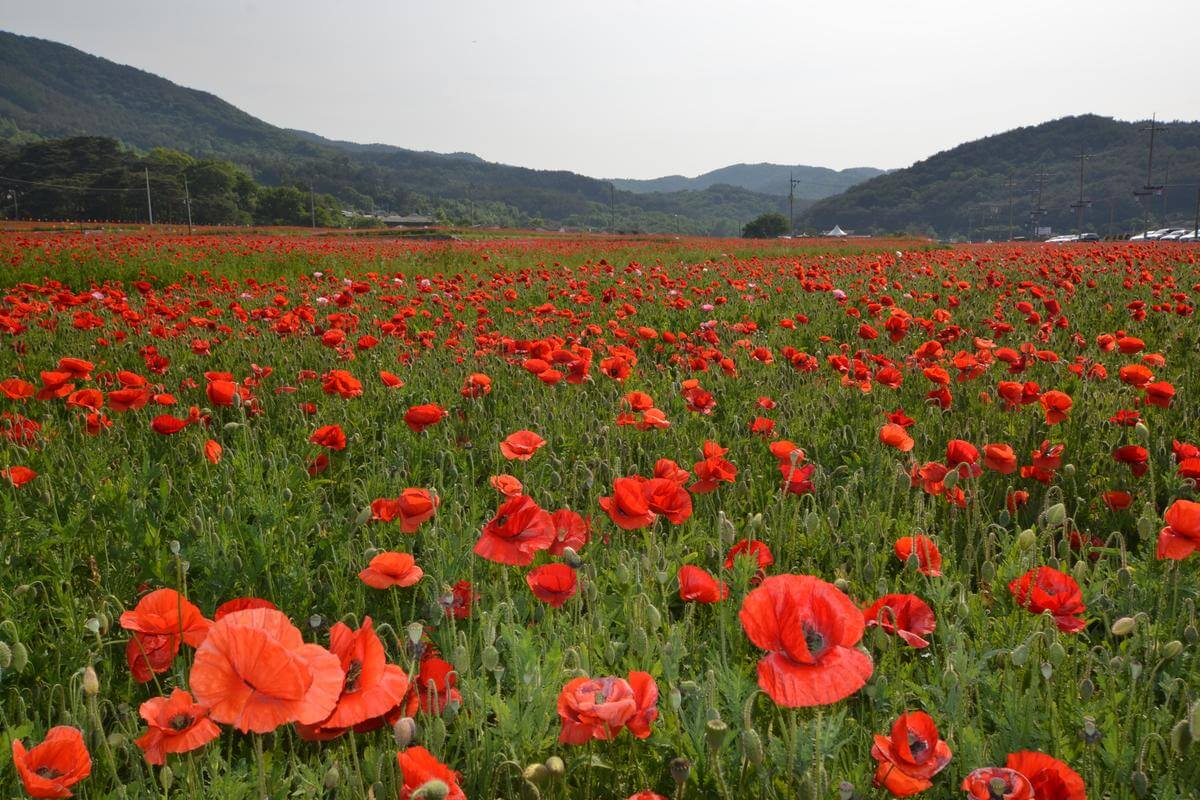 하동 북천 꽃양귀비 축제