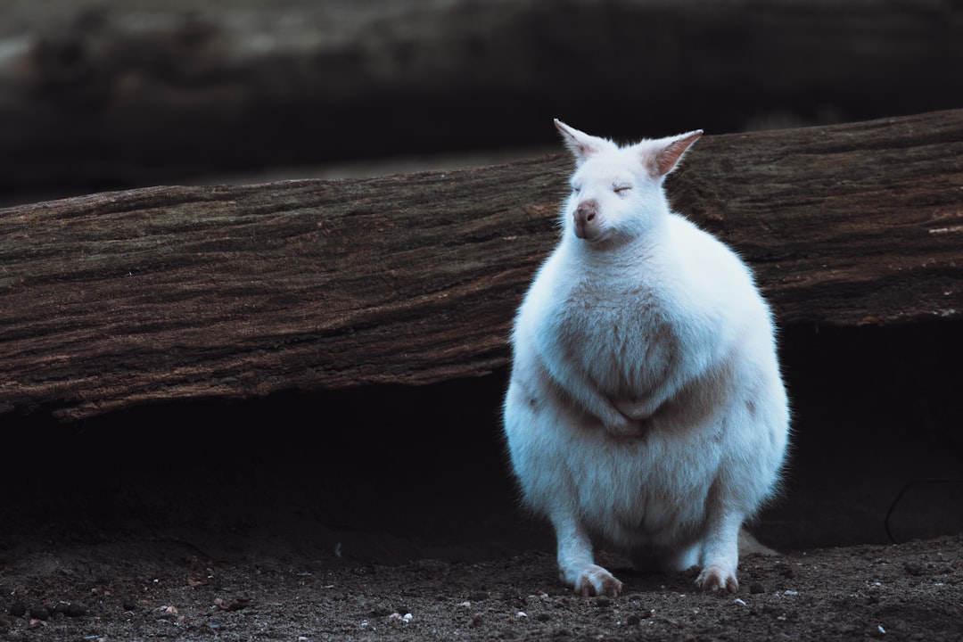 Belly fat