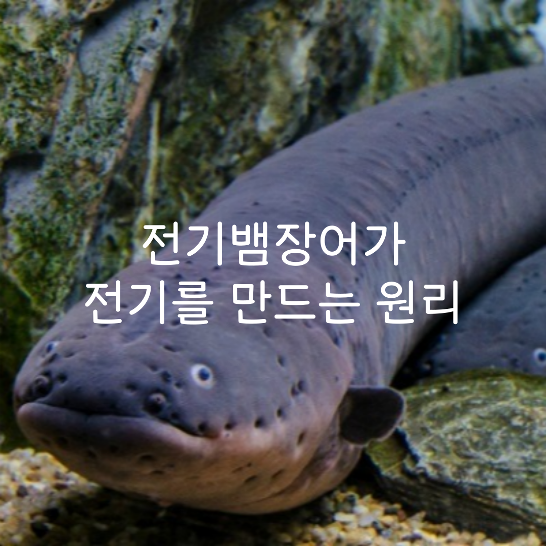 전기뱀장어가 전기를 만드는 원리