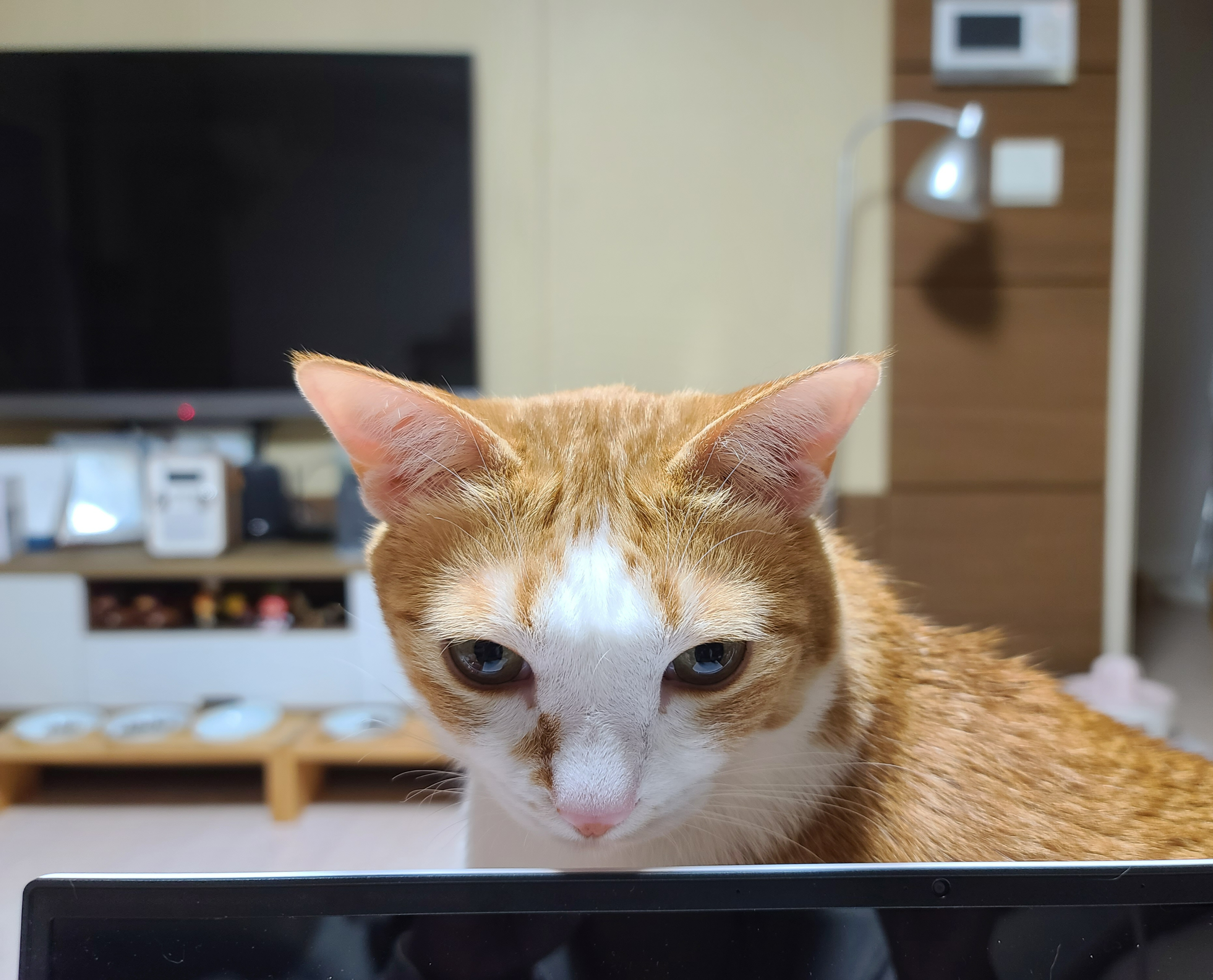 치즈냥이 호야의 시선강탈 (feat.치명적인 젤리)