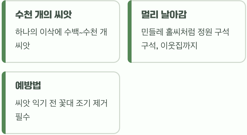 둘째, 바람을 타고 온 정원을 점령하는 씨앗