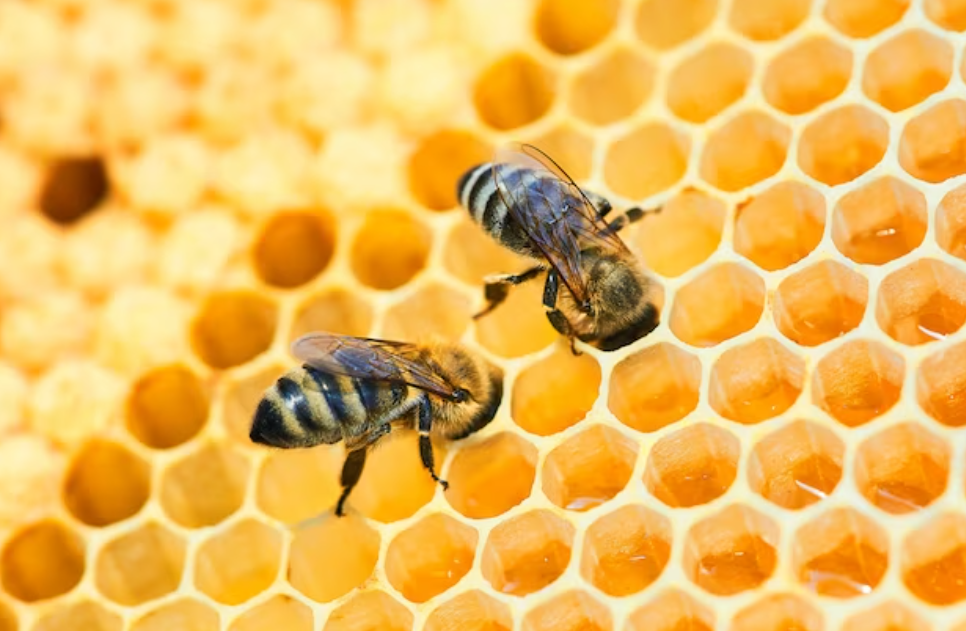 프로폴리스 효능