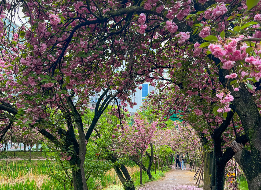 월곡역사공원 겹벚꽃