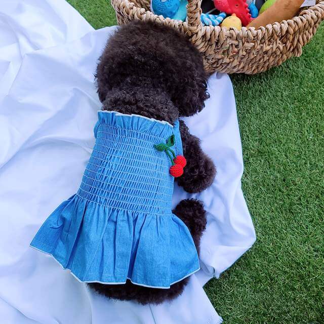 반려견 여름옷 선택방법 및 추천 TOP5