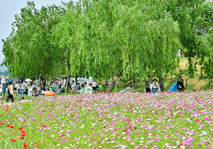 장성 황룡강 길동무 꽃길 축제