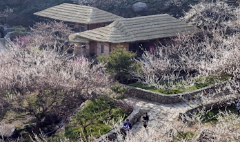 홍쌍리 청매실농원