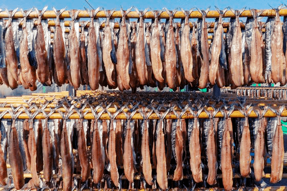 꽁치-말리고-있는-모습