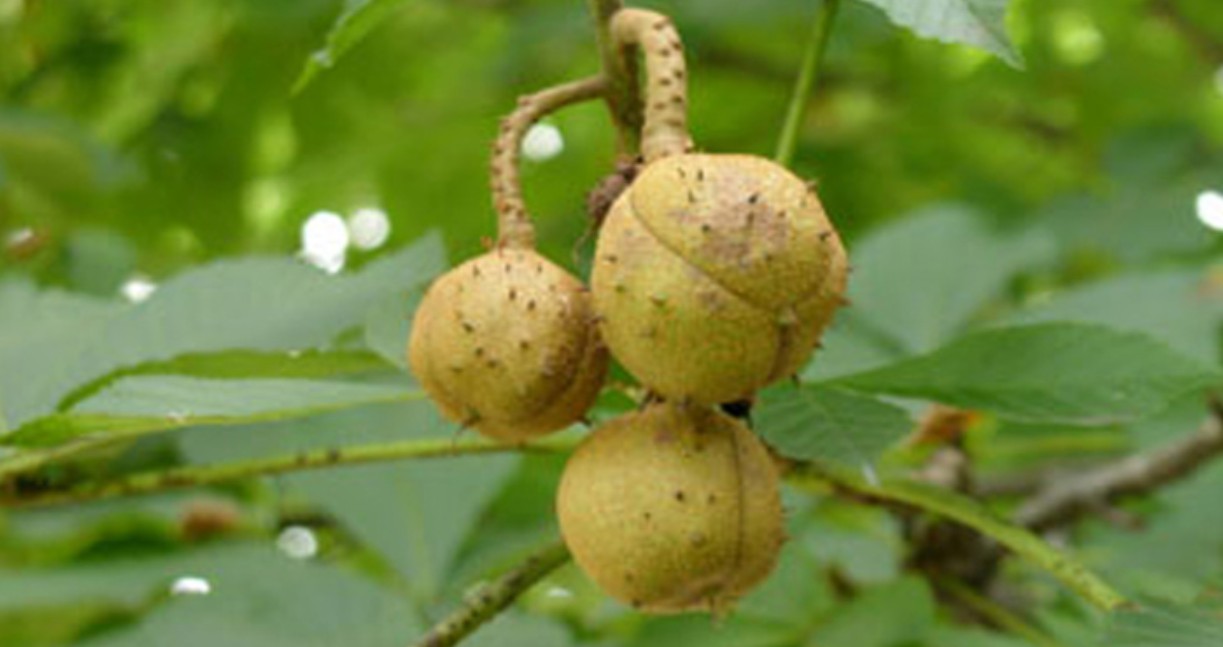 칠엽수