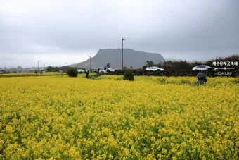 제주 유채꽃 개화 시기 봄 여행 필수 코스_15