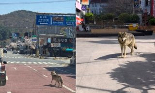 늑구 포획 현상금 청주 암컷 AI사진 총정리