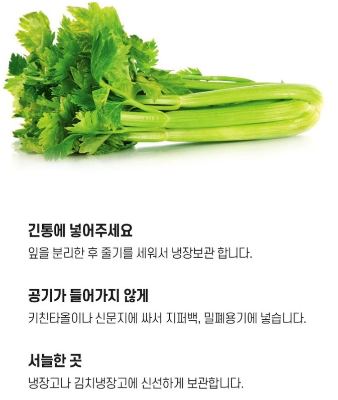 셀러리 보관방법