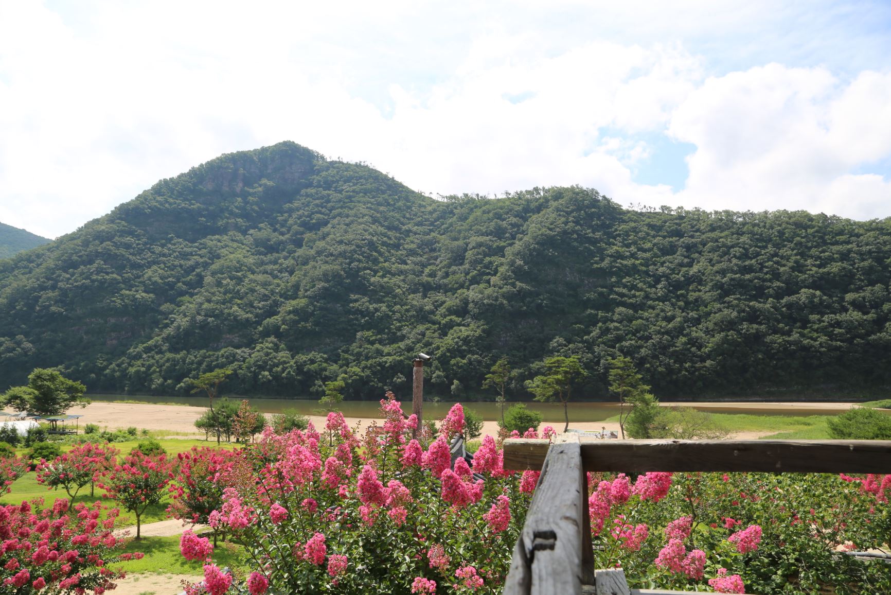 안동 병산서원 배롱나무 꽃