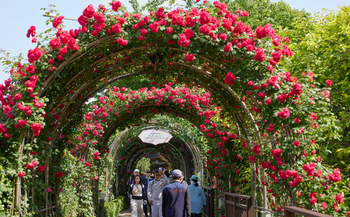 중랑 장미공원3