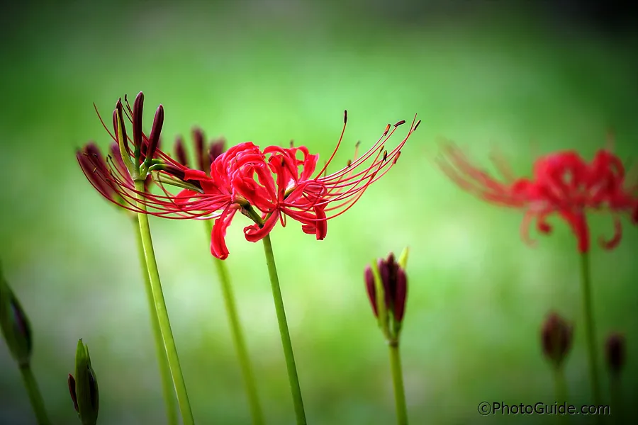 영광-불갑사-상사화-축제