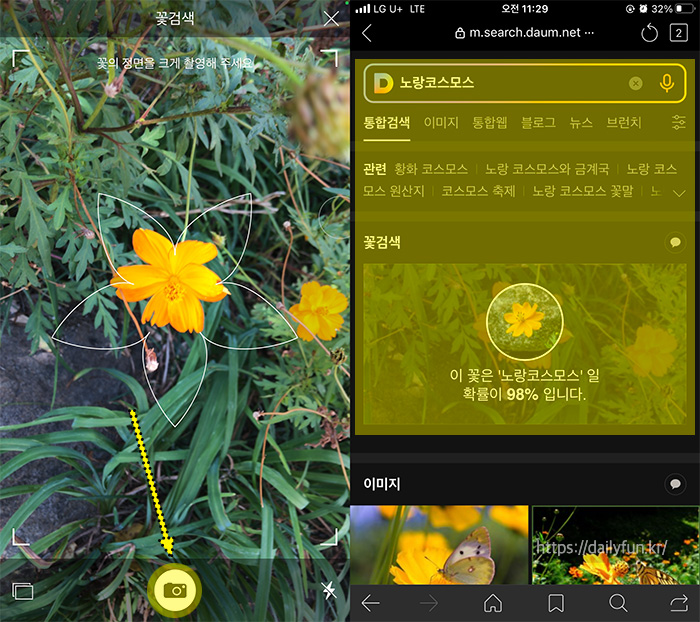 다음-꽃검색-결과