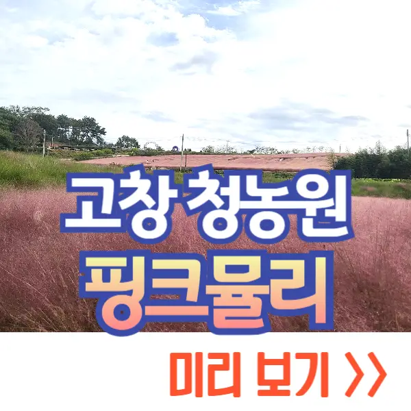 고창 핑크뮬리 축제