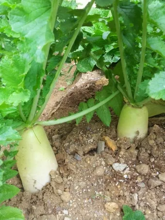 무 재배 솎아주기 토양 소독 비닐 멀칭_5