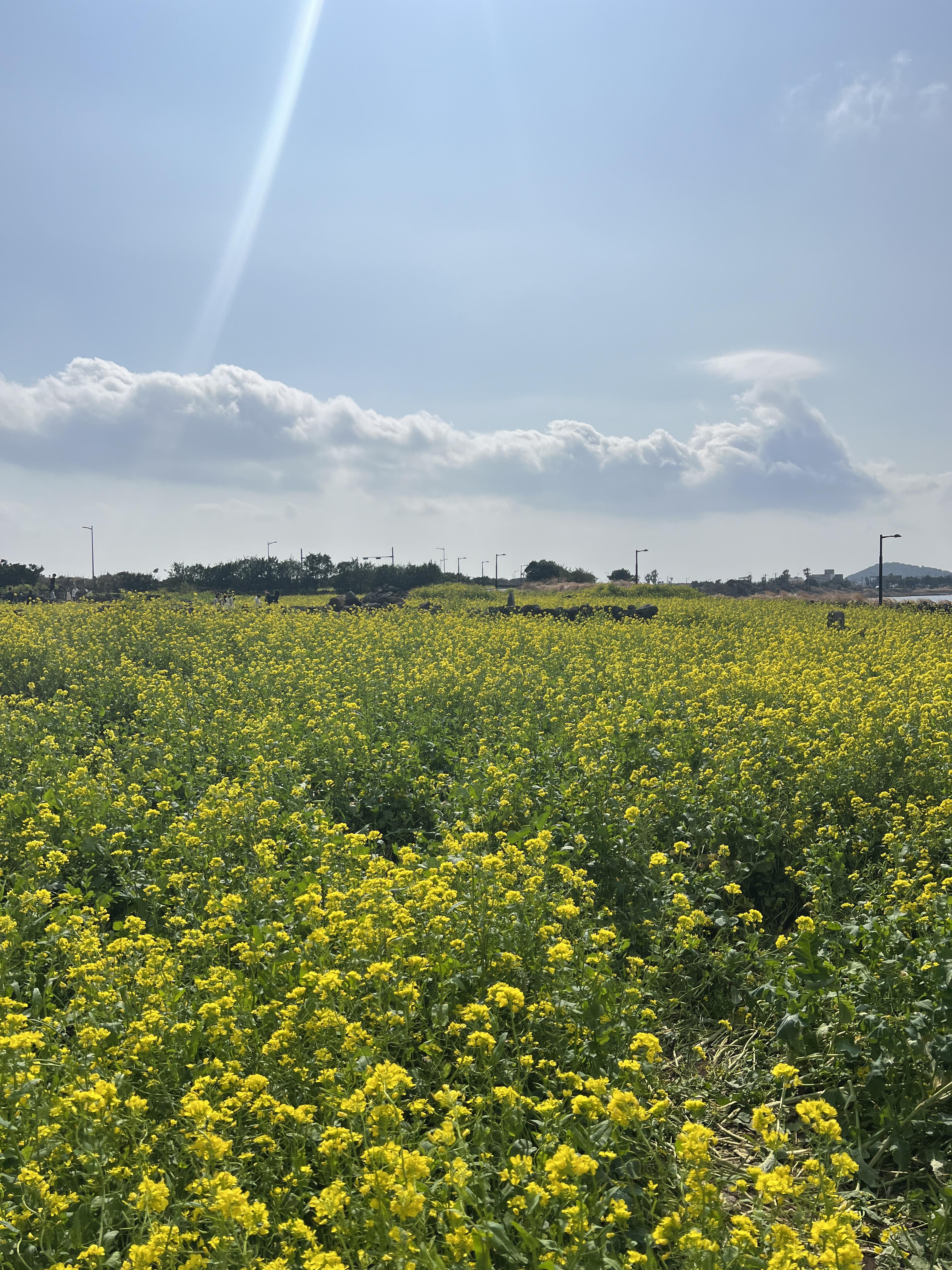 제주-유채꽃-명소