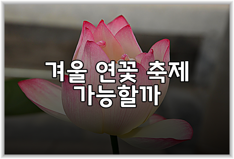 겨울 연꽃 축제 가능할까