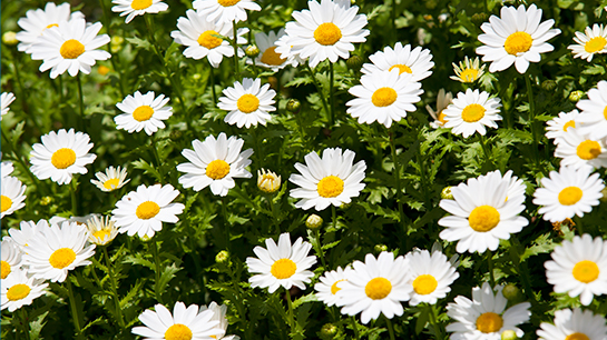 청옥산-육백마지기