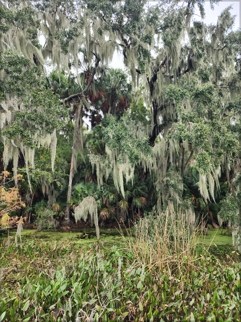 Spanish moss swaying in the breeze over the waters of Mount Dora Lake